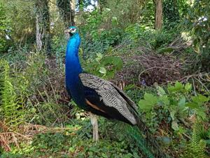 a peacock is standing in the woods at Great Trethew Manor Hotel & Self Catering Lodges in Liskeard