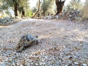 a small tortoise walking down a gravel road at YAZDUF Aile Konuk Evleri - Yazlık, Villa, Altınoluk, Akçay, Kaz Dağları in Balıkesir