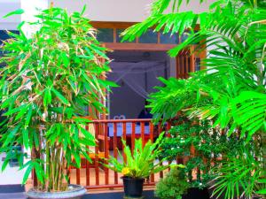 un grupo de plantas en macetas en un porche en Shanika Beach Inn, en Tangalle