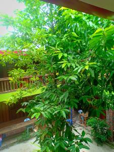 a large green tree in front of a building at Villa Koh Rong in Koh Rong Island