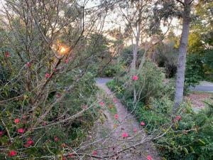 Bellingen Treehouse外面的花园