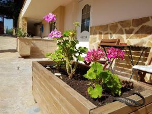 Ein Garten an der Unterkunft Apartments Tina FREE transfer from-to the airport