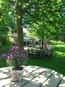 a potted plant sitting on a table under a tree at Hotel Farchauer Mühle in Ratzeburg