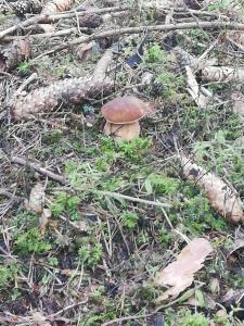 um cogumelo sentado no chão na relva em Turistická Chata Chopok em Demanovska Dolina