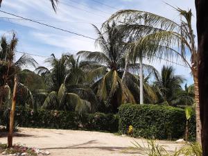 a large palm tree in front of palm trees at Cabañas jaysur in Barra de la Cruz