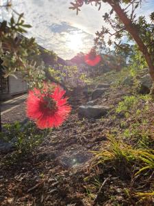 due fiori rossi sul ciglio di una strada di Charolais Cottage a Picton