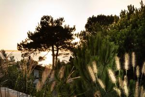 a tree on the beach next to the ocean at Villa du Pyla in Pyla-sur-Mer