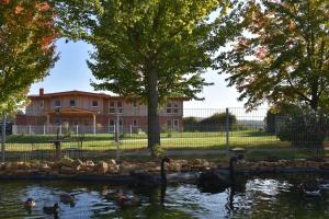 a group of ducks in a pond in front of a building at Hotel Rappenhof in Breuna