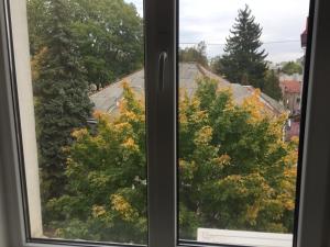 a window with a view of trees at Затишні апартаменти в центрі міста in Ternopilʼ