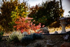 uma pequena árvore num jardim com uma casa de pássaros em Borárium Vendégházak - Zen-gő Ház em Pázmánd