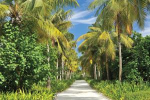 una strada fiancheggiata da palme in una giornata di sole di Ayada Maldives a Gaafu Dhaalu Atoll