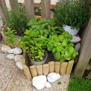 A garden outside CASA del SOLE APARTMENTS with garden