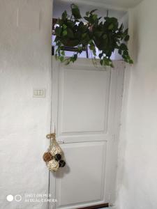 eine Pflanze, die auf einer weißen Tür sitzt in der Unterkunft LA CASITA CALLE EL TANQUE in Santa Cruz de la Palma