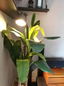 云顶高原The Loft at Midhills Genting Highlands Free WiFi的相册照片