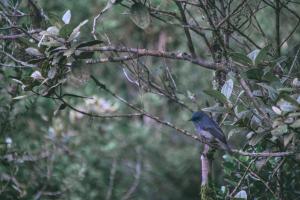 a blue bird perched on a tree branch at The Woods in Haputale