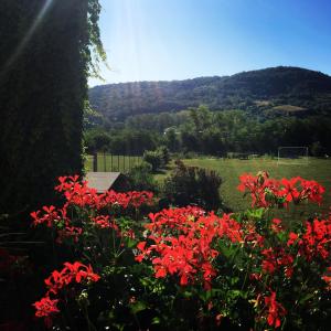 a field of red flowers with a mountain in the background at I TRE NOCI in Castel di Sangro