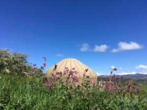 a dome tent in a field of flowers at Portsalon Luxury Camping in Portsalon