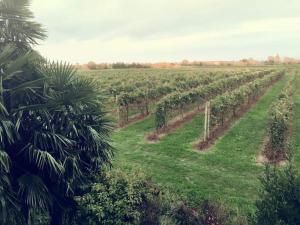 A garden outside Villa Sofia