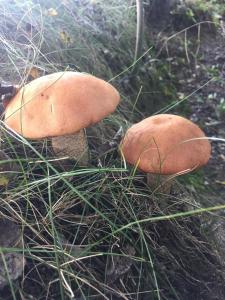 Gallery image of Wypoczynek na wsi Pod Akacją in Oksa