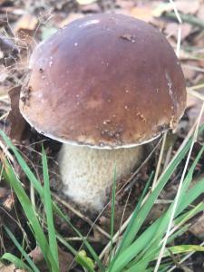 Gallery image of Wypoczynek na wsi Pod Akacją in Oksa