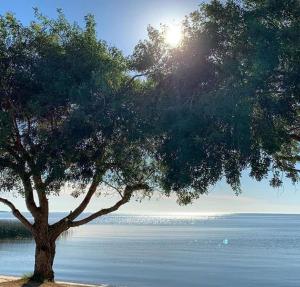 a tree sitting next to a body of water at Hotel Muralha in São Lourenço do Sul