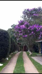 un árbol con flores púrpuras en un camino de tierra en Hospedagem Chalé pousada Chácara Cantinho do Mozão en São Roque