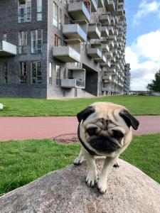 Domácí mazlíčci ubytovaní s hosty v ubytování Cute Pug Guest Room