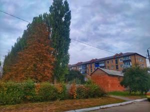 un grande albero accanto a un edificio e a un edificio di квартира на вулиці Лесі Українки a Uzyn