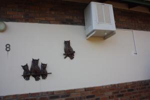 een groep uilen aan de zijkant van een muur bij Woodlands Stop Over and Lodge in Francistown