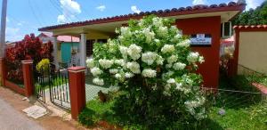 a bush with white flowers in front of a house at Casa Tania Fernandez in Viñales