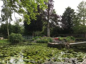 a garden with a pond filled with lily pads at TOR Rooms in Canterbury