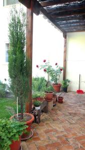 A garden outside Casa Azahar
