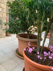 Vonkajšia záhrada v ubytovaní Hedera Capri B&B