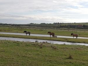 un grupo de caballos parados al costado de una carretera en O loft des Croisiens, en Saint-Quentin-Lamotte-Croix-au-Bailly