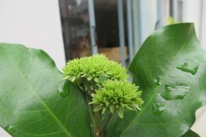 ein grünes Blatt mit zwei kleinen grünen Pflanzen in der Unterkunft 2N Residence in Siem Reap