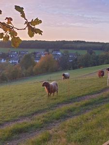 un grupo de ovejas de pie en un campo en Andinas Ferienwohnung in ruhiger Lage direkt am Wald en Wilnsdorf