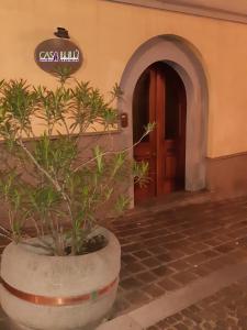 una pianta in un vaso davanti a una porta di Casa LuLù a Catanzaro