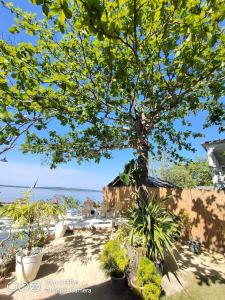 drzewo w ogrodzie z roślinami w obiekcie Rene's Diverslounge Resort w mieście Calape