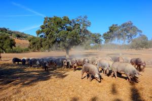 Fotografia z galérie ubytovania Casa Rural Finca Los Conventos en Adamuz CORDOBA v destinácii Adamuz
