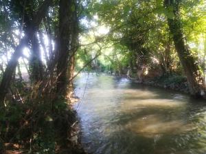 a river in the jungle with trees on the side at La Libellula in Villorba