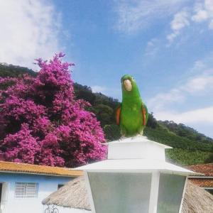 um papagaio verde sentado em cima de um edifício em Pousada Primavera da Serra em Serra Negra