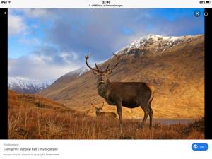a large deer standing in a field with a mountain at THE MONARCH LODGE ,Aviemore Holiday Park in Aviemore