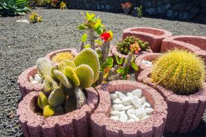 un groupe de cactus et autres plantes dans un jardin dans l'établissement Eslanzarote Villa Eleonor, Super Wifi, Heated Pool, Sat tv, à Playa Blanca