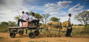 a group of people on a cart being pulled by a camel at Makarios Lodge in Polokwane