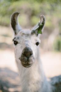 een close-up van een lama die naar de camera kijkt bij Domaine Naturiste de Riva Bella in Linguizzetta