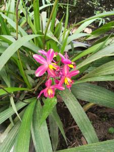 a pink flower in front of some green plants at Hostal Las Palmas in Puyo