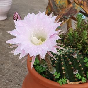 a large white flower in a pot with a cactus at Sarakiniko Rooms in Adamantas