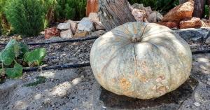 a large pumpkin sitting on the ground in a garden at Sarakiniko Rooms in Adamantas