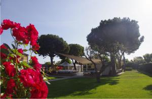 un grupo de rosas rojas en un patio verde en Centro Vacanze Camping Spinnaker, en Marina Palmense