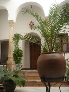 un grande vaso con una pianta in un edificio di Casa Maika a Montoro